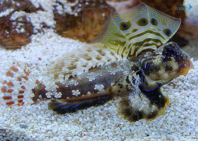 Scooter_Blenny_1.jpg بلنی دراگون (اسکوتر) - تصویر 1