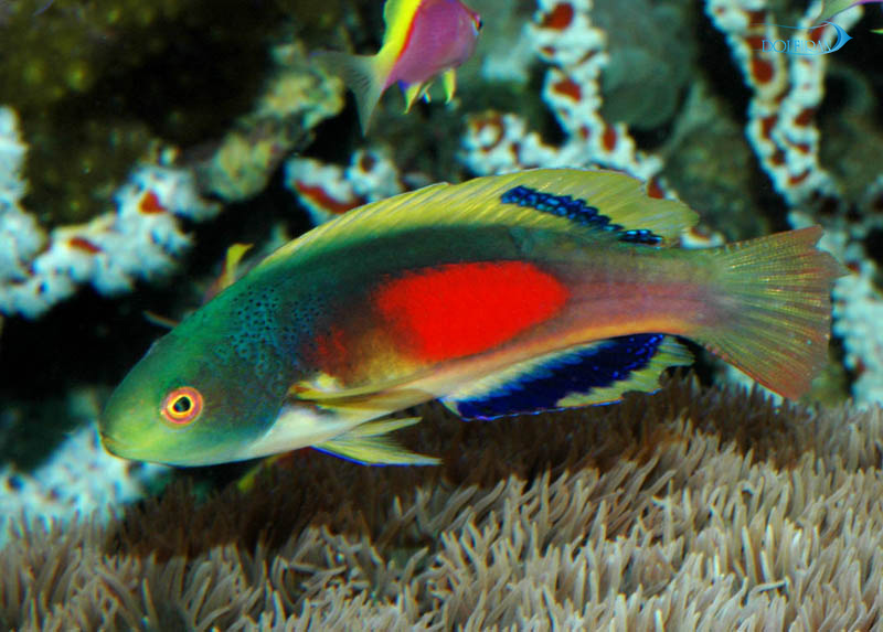 Scott-s_Fairy_Wrasse-1.jpg راس فرشته اسکات - تصویر 1