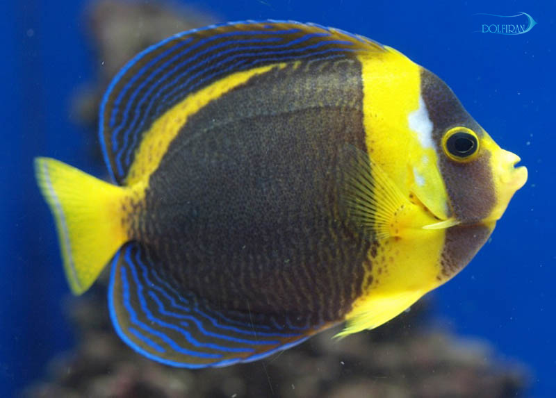 Scribbled_Angelfish_1.jpg فرشته اسکریبلد - تصویر 1