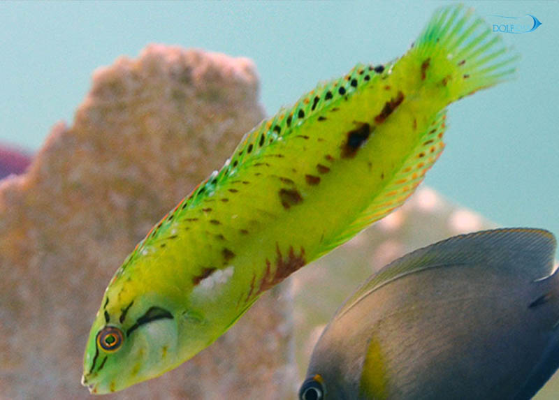 Sea_grass_wrasse-1.jpg راس چمن دریایی - تصویر 1