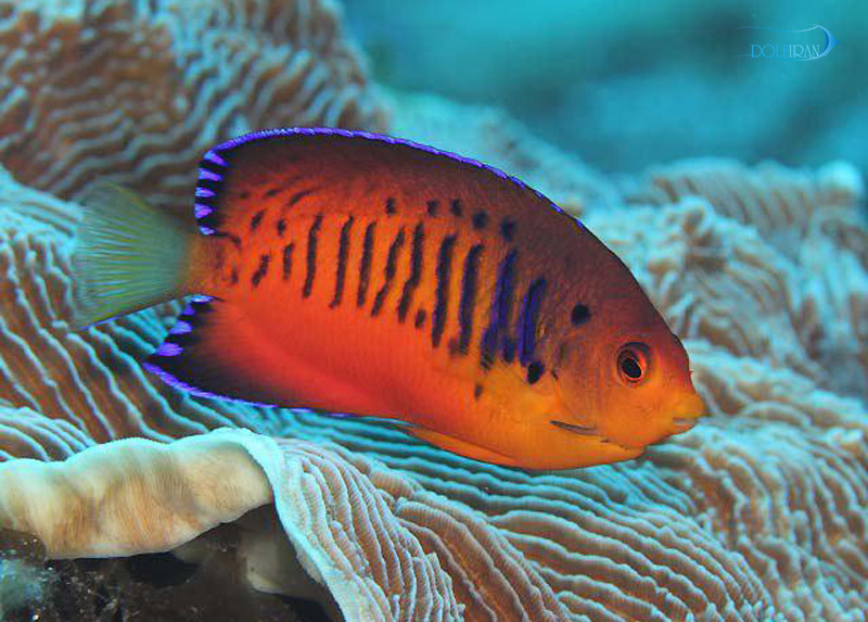 Shepard-Angelfish-11.jpg فرشته کوتوله شپارد - تصویر 1