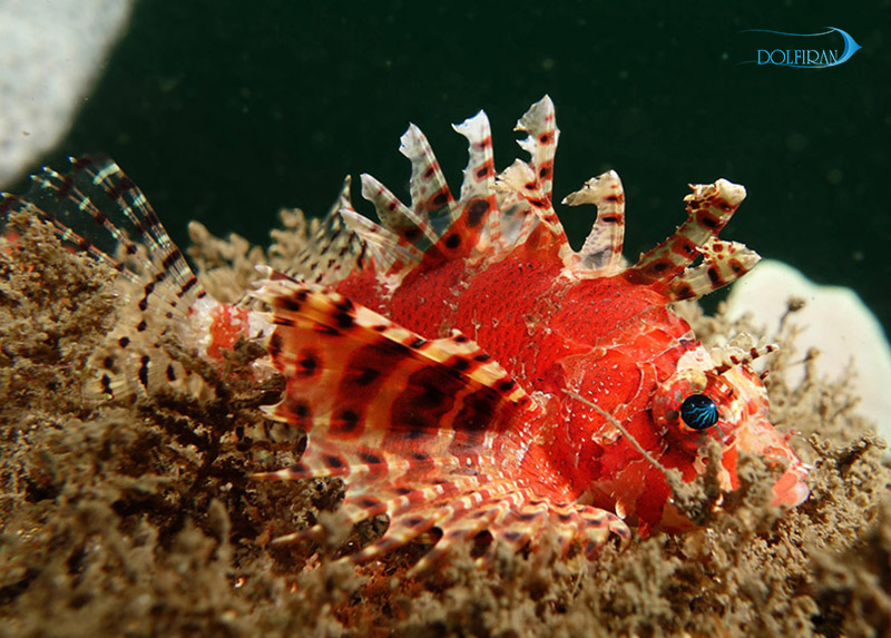 Shortfin_Lionfish_1.jpg خروس کوتوله (باله کوتاه) - تصویر 1