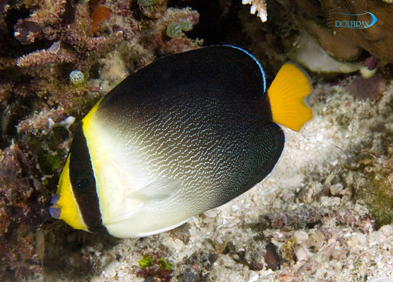 Singapore_Angelfish_1.jpg فرشته سنگاپوری - تصویر 1
