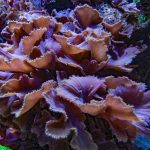 مرجان سینولاریا تخت