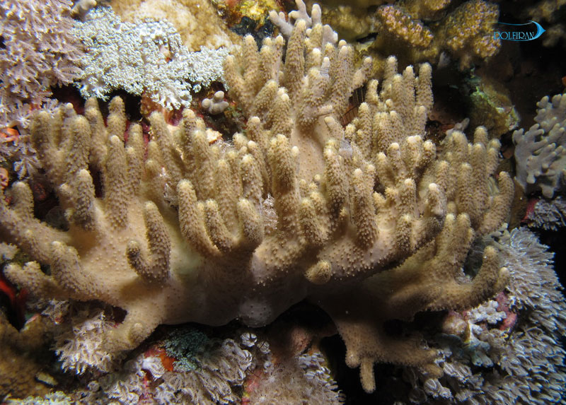 Sinularia-polydactyla.jpg مرجان سینولاریا - تصویر 1