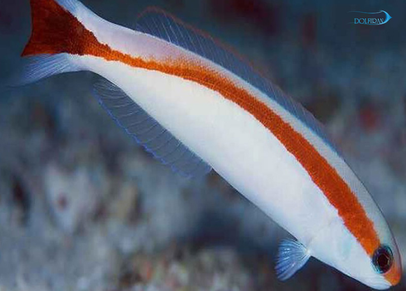 Skunk_Tilefish_1.jpg کاشی خط قرمز - تصویر 1