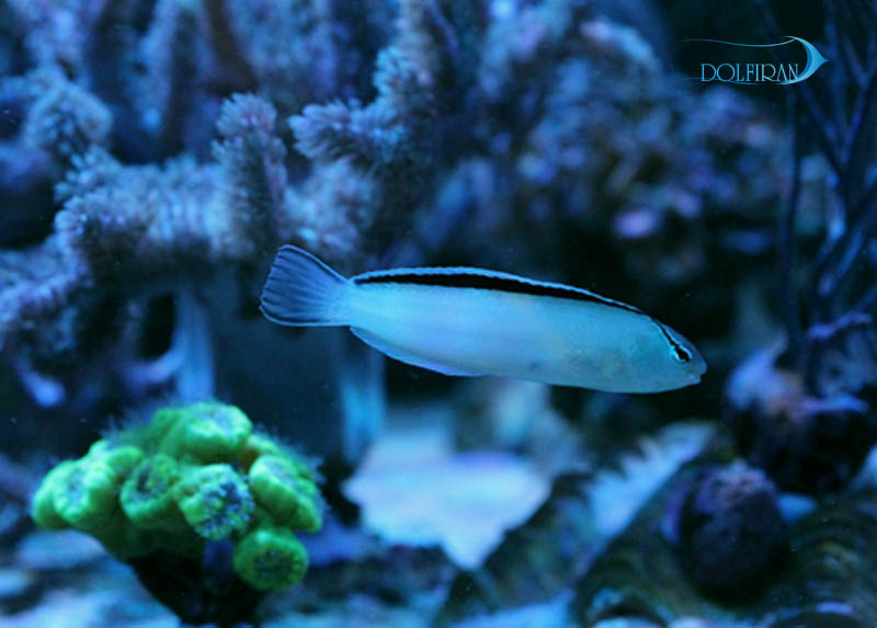Smith_Blenny_Disco_Blenny.jpg بلنی اسمیت - تصویر 1