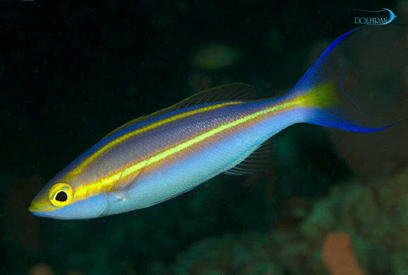 Snapper_-Yellow_-Bar_2.jpg اسنپر نوار زرد - تصویر 1