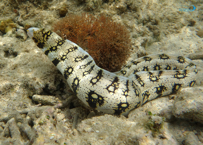 Snowflake_Eel_1.jpg مار پولک برفی (اسنوفلیک) - تصویر 1