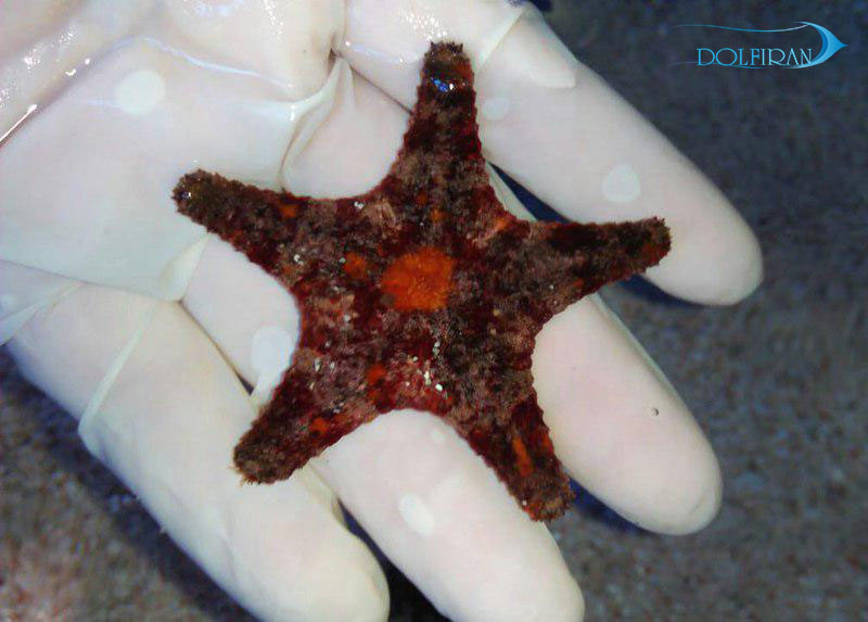 Spiny-Starfish.jpg ستاره دریایی خاردار کثیف - تصویر 1