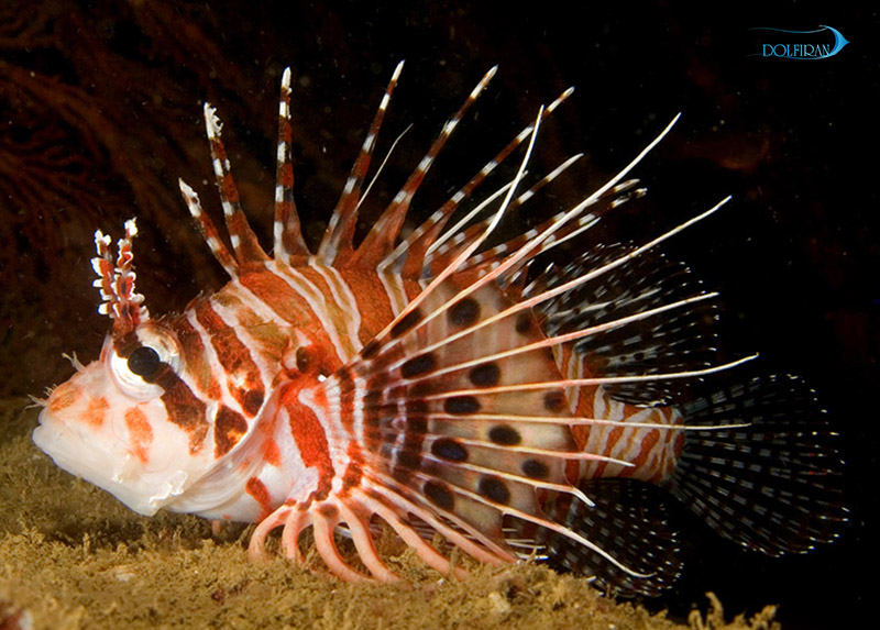 Spotfin_Lionfish_1.jpg خروس آنتاناتا - تصویر 1