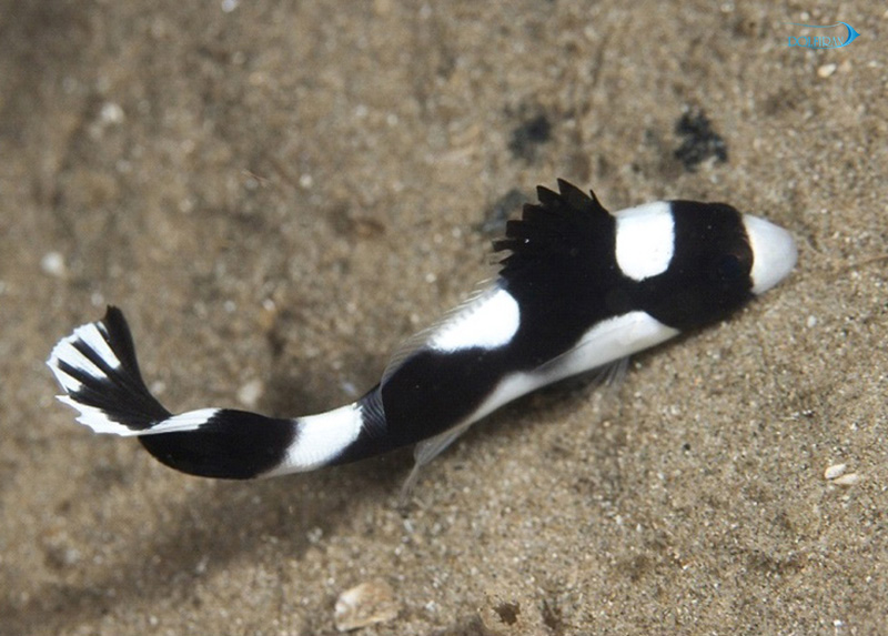 Spotted-Sweetlips.jpg لب شیرین سیاه و سفید (نابالغ) - تصویر 1