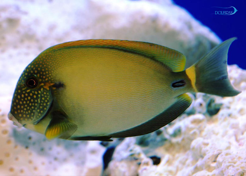 Spotted_face_Surgeonfish_1.jpg جراح خال سفید - تصویر 1