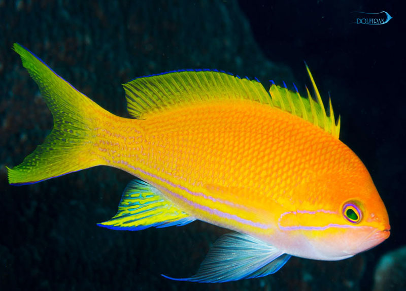 Square-Anthias111.jpg آنتیاس تکه ای (ماده) - تصویر 1