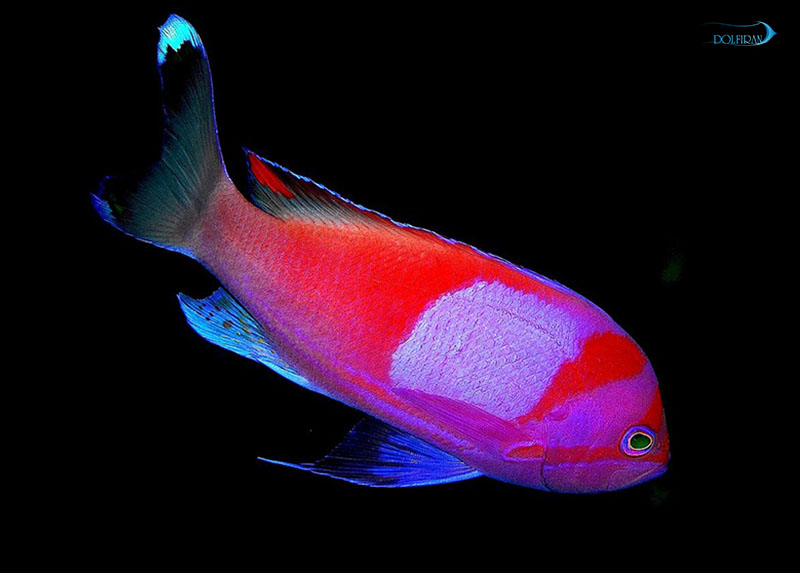 Squareback_Anthias_1.jpg آنتیاس تکه ای (نر) - تصویر 1