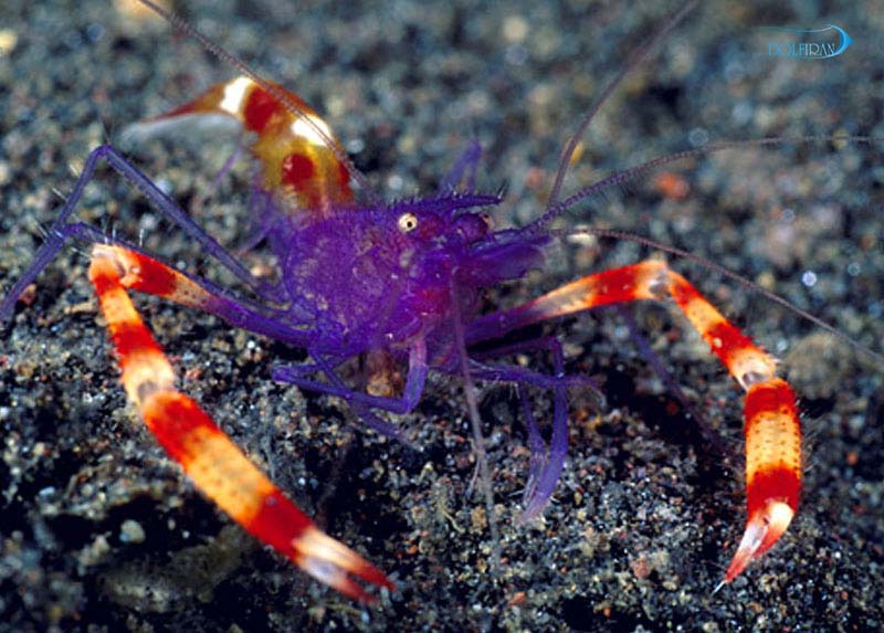 Stenopus-tenuirostris.jpg میگو مشت زن آبی - تصویر 1
