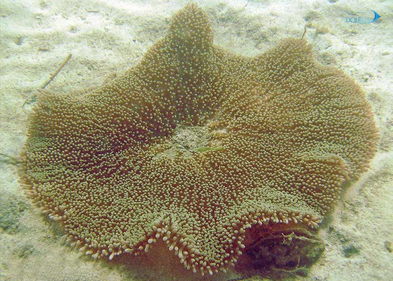 Stichodactyla-gigantea-brown.jpg شقایق موکتی سبز کم رنگ - تصویر 1