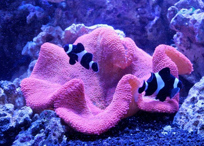 Stichodactyla-gigantea-pink.jpg شقایق موکتی صورتی - تصویر 1