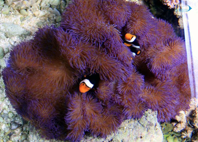 Stichodactyla-gigantea-purple.jpg شقایق موکتی غول پیکر بنفش - تصویر 1