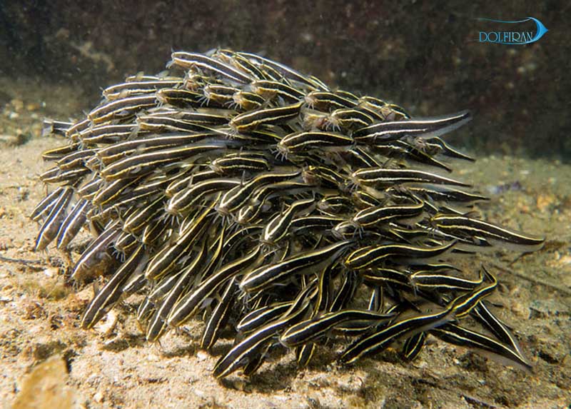 Striped-Eel-Catfish-1.jpg گربه مرجانی - تصویر 1