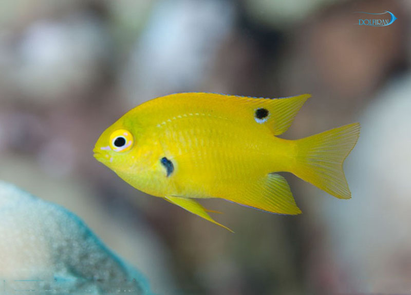 Sulfur-Damselfish-1.jpg دامسل سولفور - تصویر 1