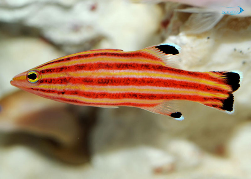 Swissguard_Basslet_1.jpg باسلت نعنایی - تصویر 1