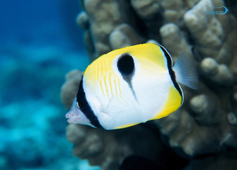Tear_Drop_Butterflyfish_1.jpg پروانه اشک چشم - تصویر 1