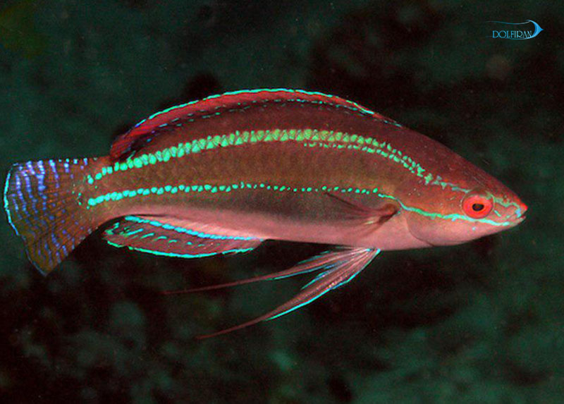Threadfin.jpg راس نخ باله - تصویر 1