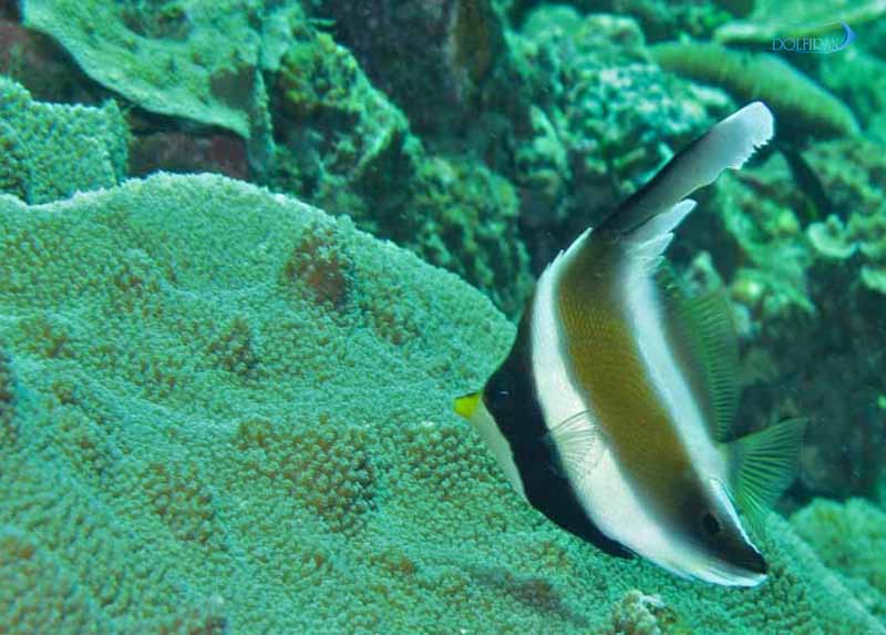 Three-band-pennant-fish.jpg پرچم سه نواری - تصویر 1