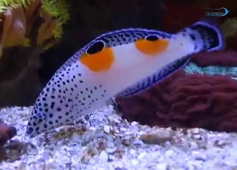 Twin_spot_wrasse-1.jpg راس کوریس دو خال (نابالغ) - تصویر 1