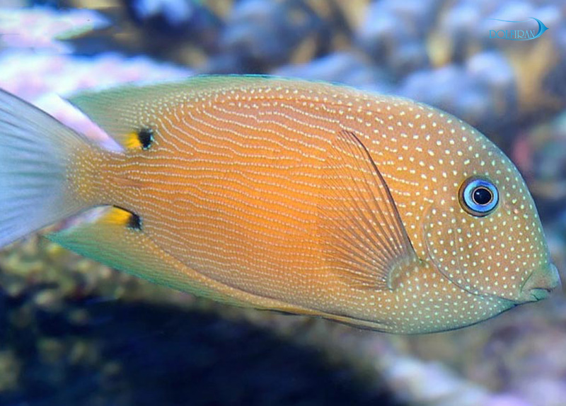 Two-Spot-Bristletooth-Tang-1.jpg جراح دو خال - تصویر 1