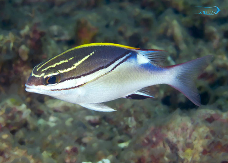 Two_line_Monocle_Bream.jpg مونوکل بریم دو خط - تصویر 1
