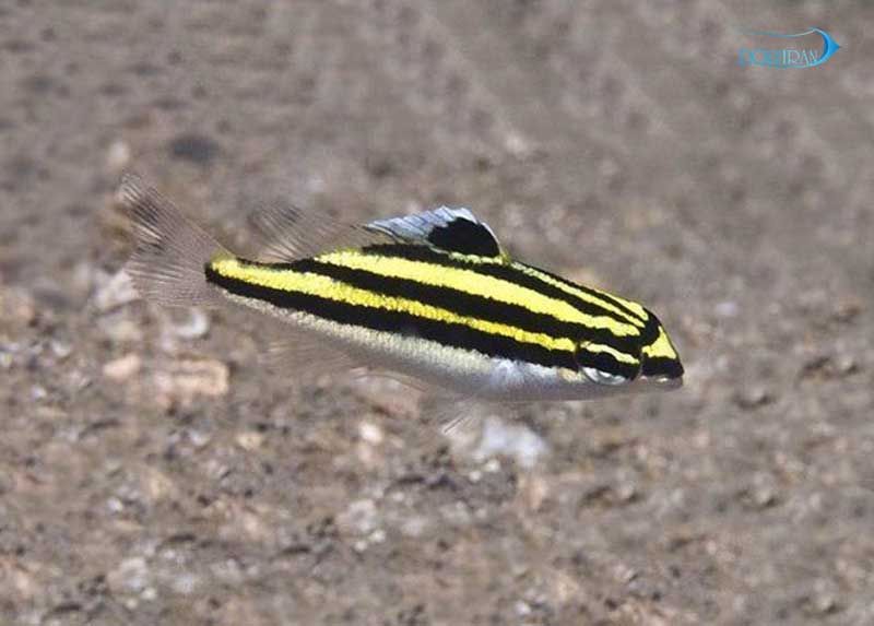Two_line_Monocle_Bream_2.jpg مانوکل بریم دو خط (جوان) - تصویر 1