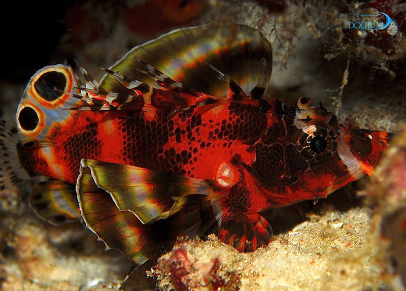 Twospot_Lionfish_1.jpg خروس فومانچو (دوخال) - تصویر 1