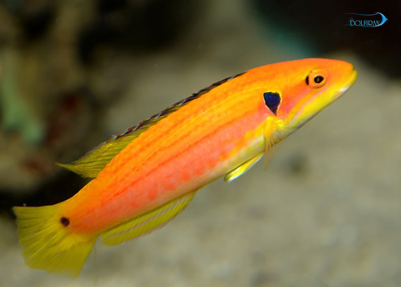 Twospot_Slender_Hogfish_1.jpg هاگ فیش دو خال - تصویر 1