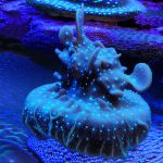 مرجان پاوانا  Pavona Coral