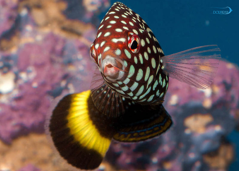 White_Spotted_Wrasse_male-1.jpg راس تامارین خال سفید (نر) - تصویر 1