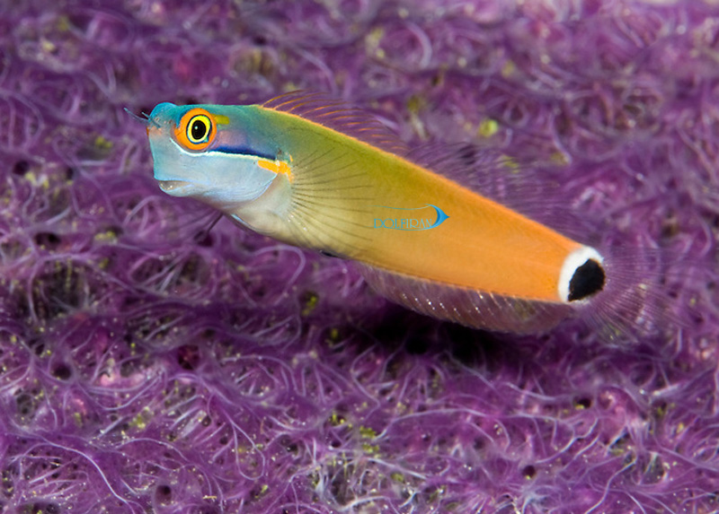 A Tailspot Blenny, Ecsenius stigmatura, hovers over a colorful colony of encrusting sponge. بلنی دندان دار چشم زرد - تصویر 1