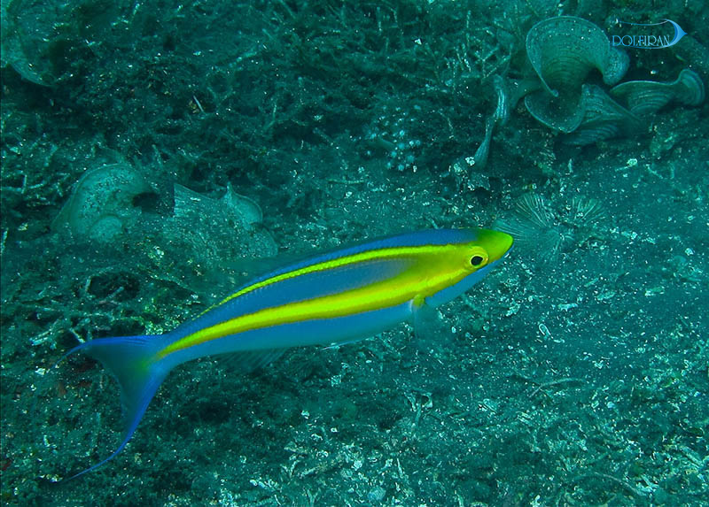 Yellow-Stripe-Spinecheek.jpg ماهی دم شلاقی - تصویر 1
