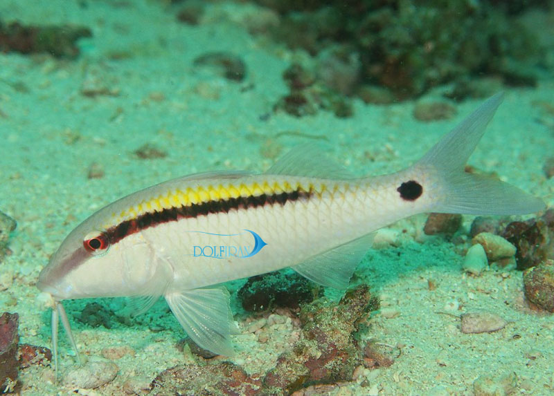 Yellow-back-GOATFISH-1.jpg بز پشت زرد - تصویر 1