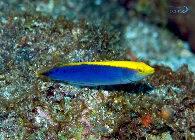 Yellow_Cheek_Wrasse.jpg راس گونه زرد (جوان) - تصویر 1