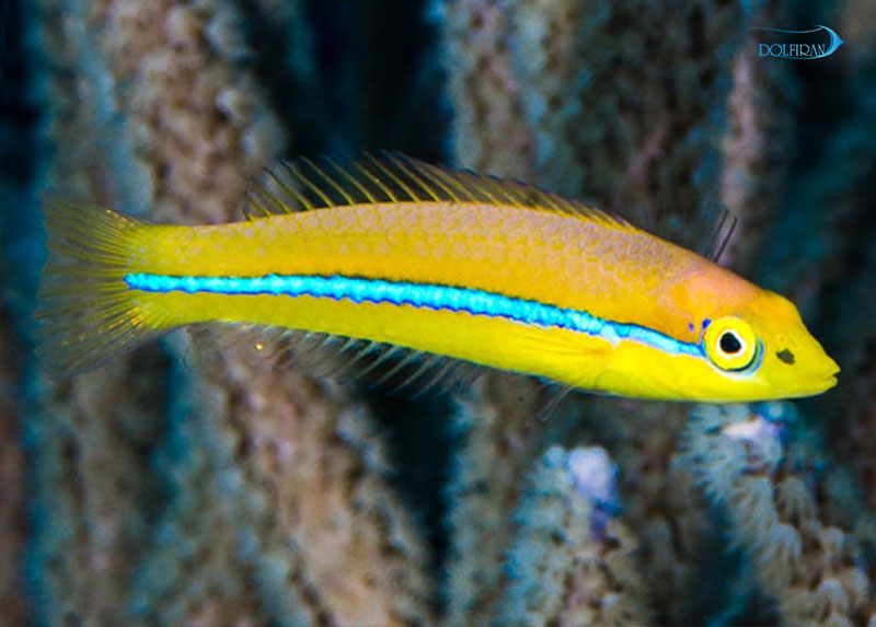 Yellow_Head_Wrasse.jpg راس سر زرد (جوان) - تصویر 1