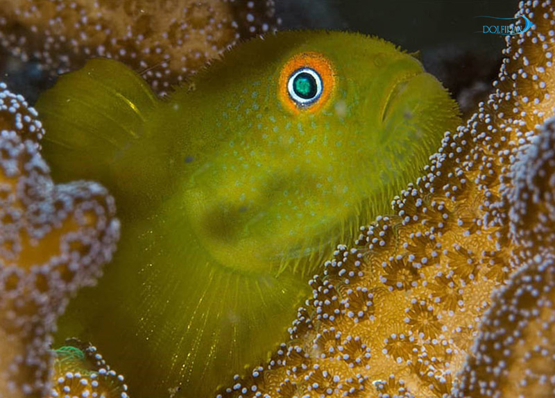 Yellow_prickly_headed_coral.jpg گابی دلقک زرد خاردار - تصویر 1