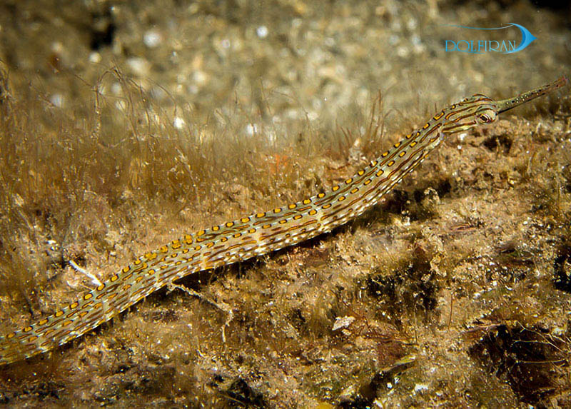 Yellow_spotted_Pipefish_1.jpg پایپ فیش خال زرد - تصویر 1