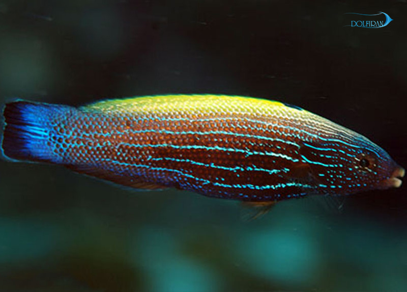 Yellowback-Tubelip.jpg راس پشت زرد (نیمه بالغ) - تصویر 1