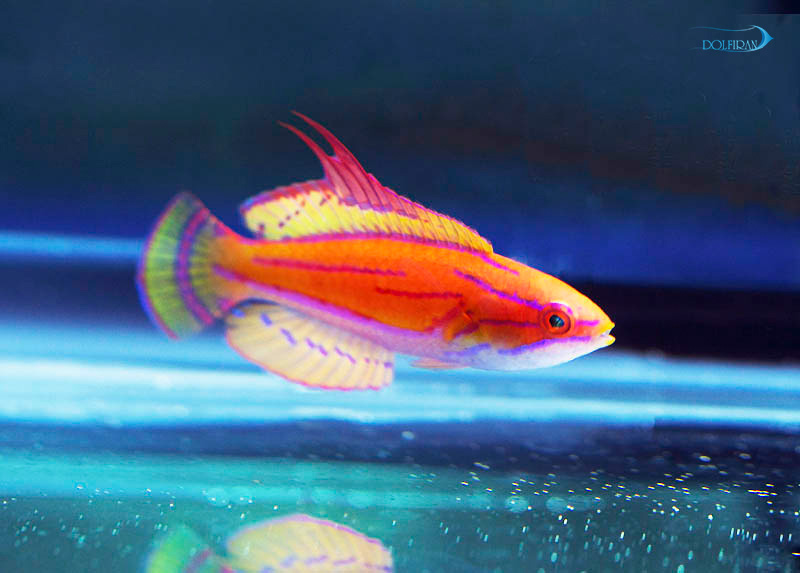 Yellowfin_Flasher_Wrasse-1.jpg راس فلشر دم زرد - تصویر 1