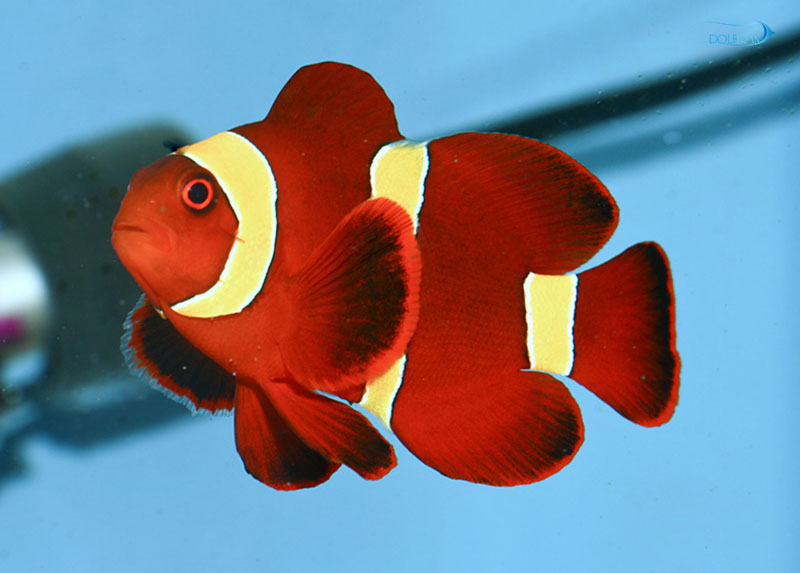 Yellowstripe-Maroon-Clownfish-1.jpg دلقک مارون طلایی - تصویر 1
