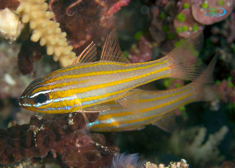 Yellowstriped_Cardinalfish_1.jpg کاردینال نوار زرد - تصویر 1