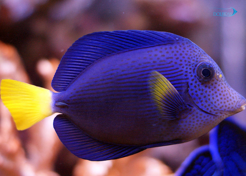 Yellowtail_Tang_1.jpg جراح دم زرد (جراح بنفش) - تصویر 1
