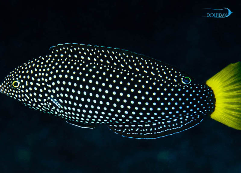 Yellowtail_tamarin_Wrasse-1.jpg راس تامارین دم زرد - تصویر 1
